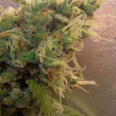 Gorilla Cookies Auto growlog timeline photo