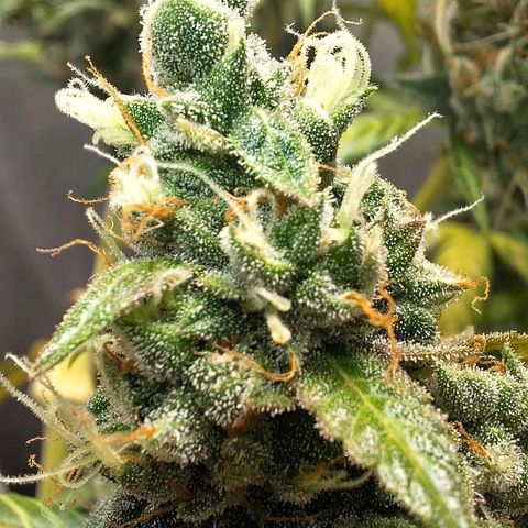 Gorilla Cookies Auto growlog timeline photo