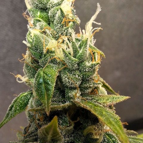 Gorilla Cookies Auto growlog timeline photo