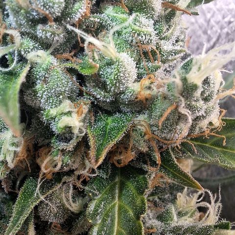 Gorilla Cookies Auto growlog timeline photo