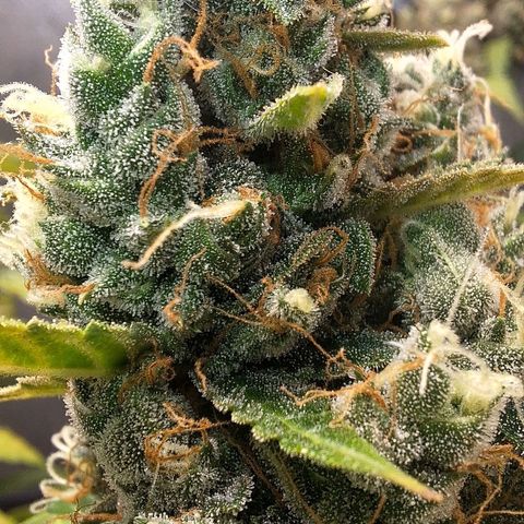 Gorilla Cookies Auto growlog timeline photo