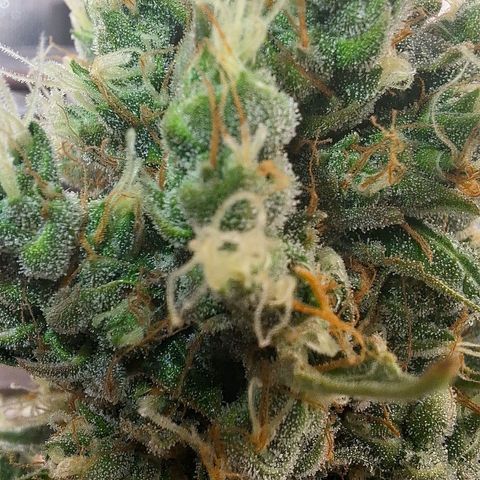 Gorilla Cookies Auto growlog timeline photo