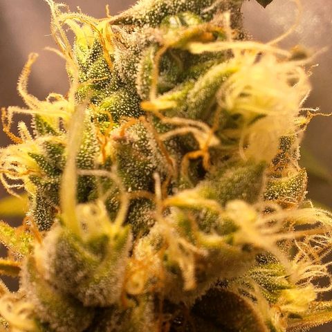 Gorilla Cookies Auto growlog timeline photo