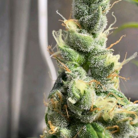 Gorilla Cookies Auto growlog timeline photo