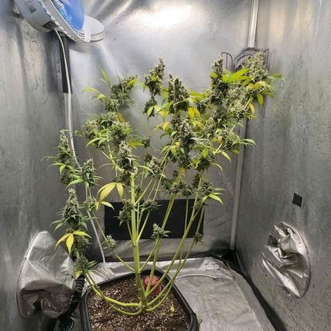 Gorilla Cookies Auto growlog timeline photo