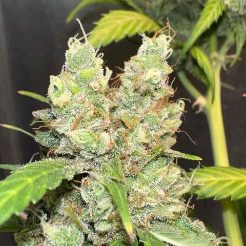 Gorilla Cookies Auto growlog timeline photo