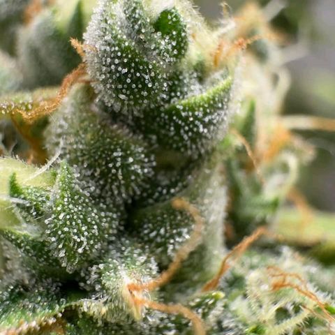 Gorilla Cookies Auto growlog timeline photo