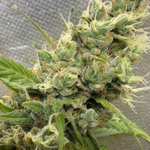 Gorilla Cookies Auto growlog timeline photo