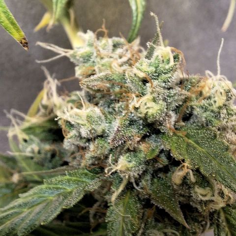 Gorilla Cookies Auto growlog timeline photo