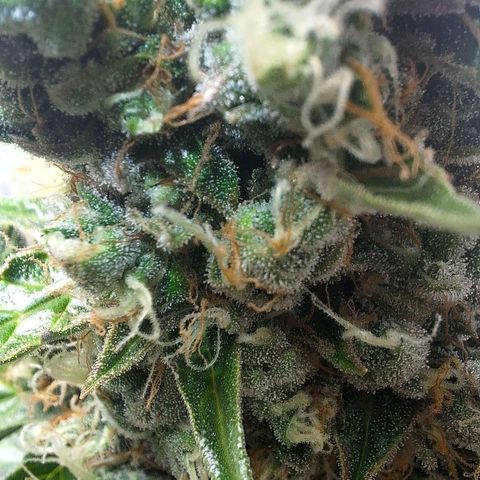 Gorilla Cookies Auto growlog timeline photo