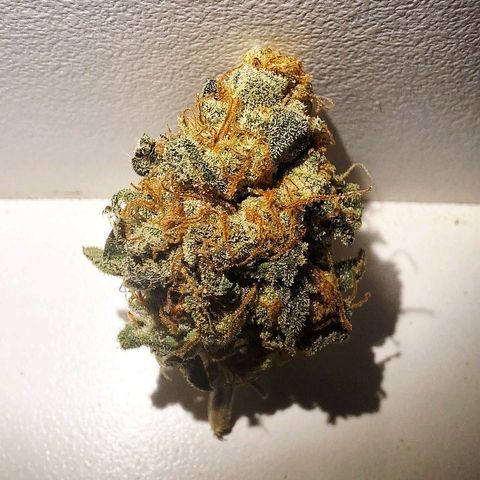 Double Cookies - BSF growlog timeline photo