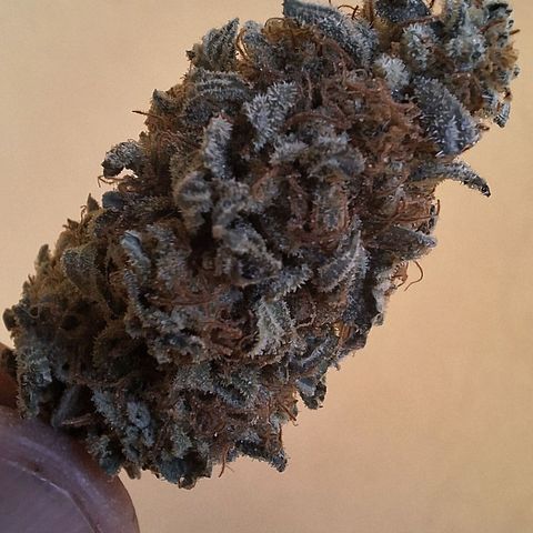 Double Cookies - BSF growlog timeline photo