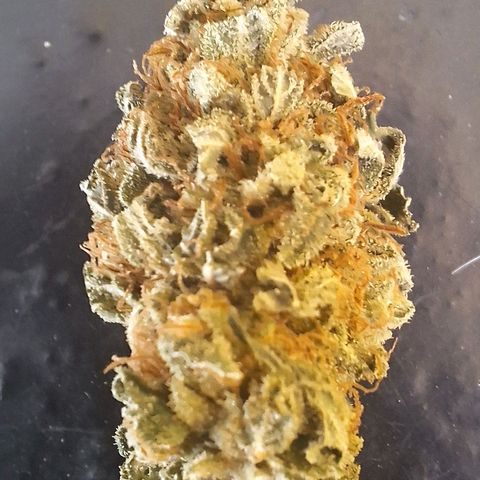Double Cookies - BSF growlog timeline photo