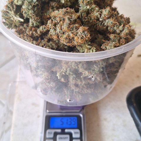 Gorilla Cookies Auto growlog timeline photo