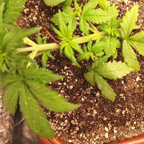 Fast Buds Mix Pack5️⃣ growlog timeline photo