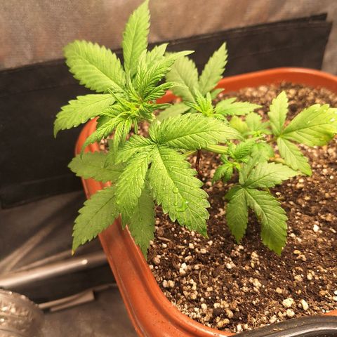 Fast Buds Mix Pack5️⃣ growlog timeline photo