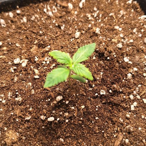 Fastbuds 8️⃣ growlog timeline photo
