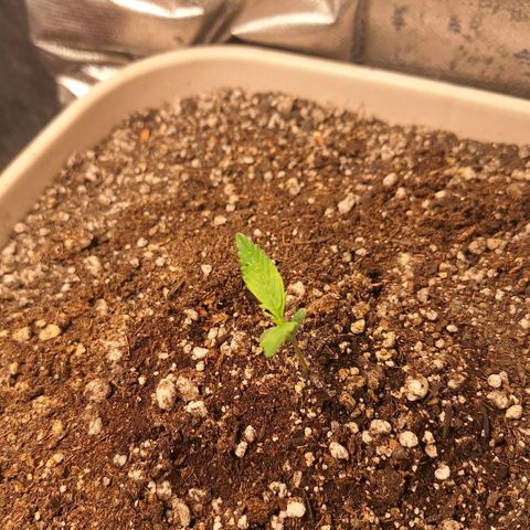 FastBuds 7️⃣ growlog timeline photo