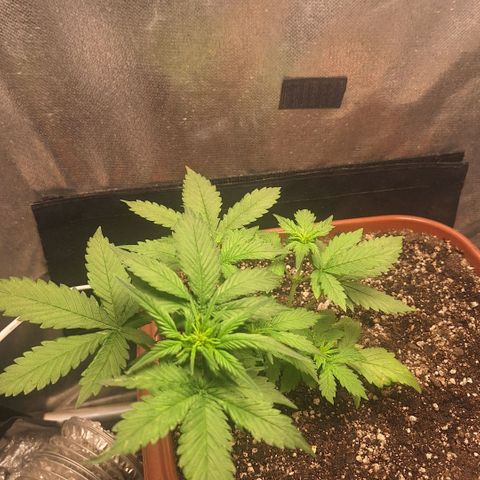 Fast Buds Mix Pack5️⃣ growlog timeline photo