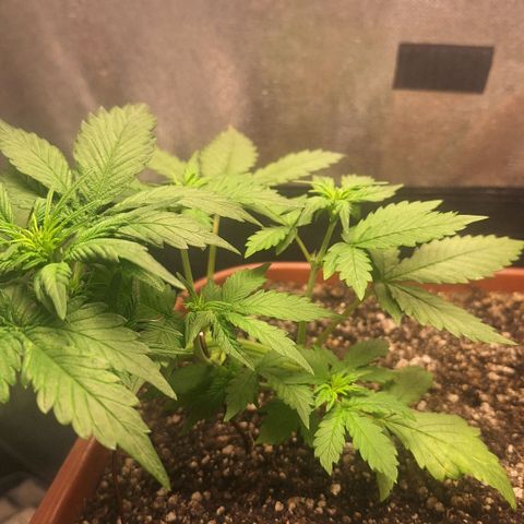 Fast Buds Mix Pack5️⃣ growlog timeline photo