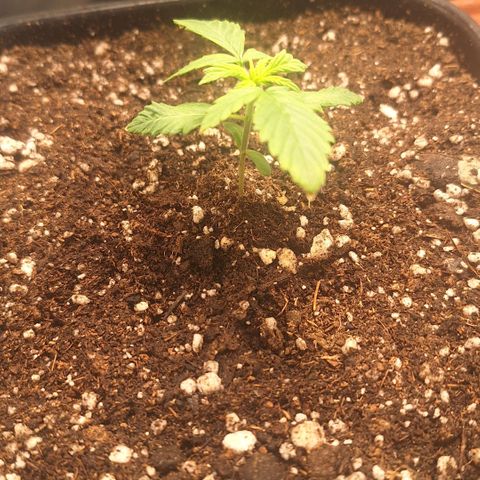 Fastbuds 8️⃣ growlog timeline photo