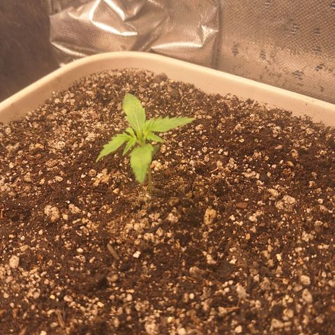 FastBuds 7️⃣ growlog timeline photo