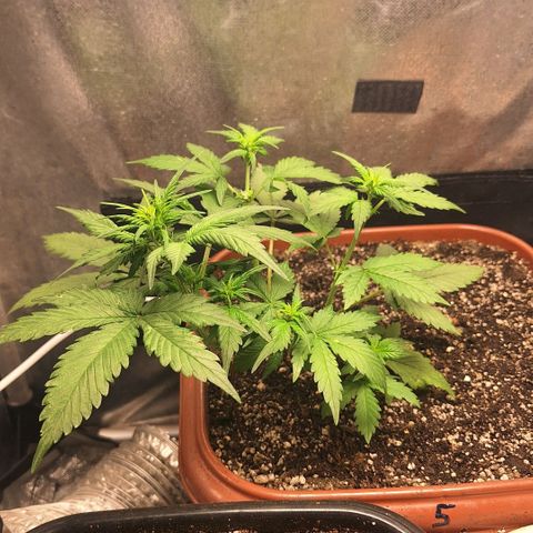 Fast Buds Mix Pack5️⃣ growlog timeline photo