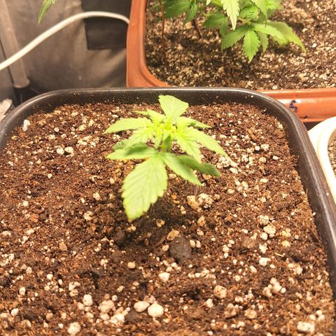 Fastbuds 8️⃣ growlog timeline photo