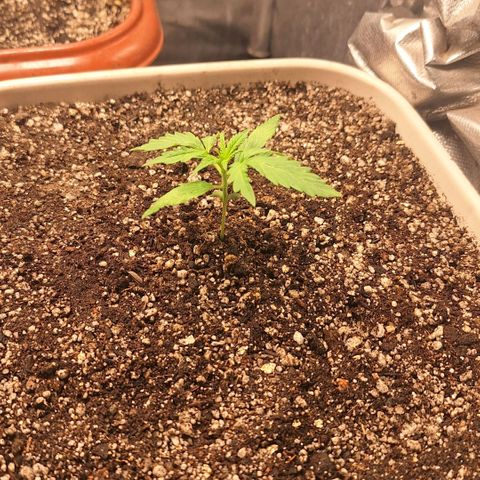FastBuds 7️⃣ growlog timeline photo