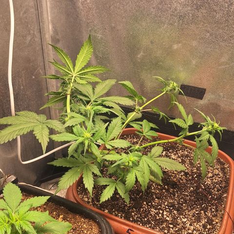Fast Buds Mix Pack5️⃣ growlog timeline photo
