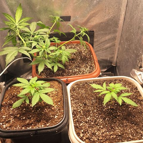 Fast Buds Mix Pack5️⃣ growlog timeline photo