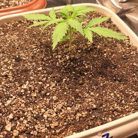 FastBuds 7️⃣ growlog timeline photo