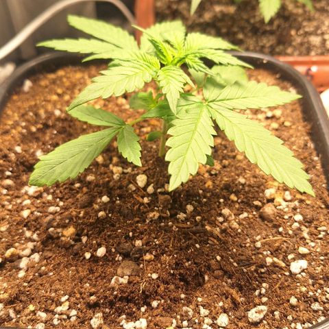 Fastbuds 8️⃣ growlog timeline photo