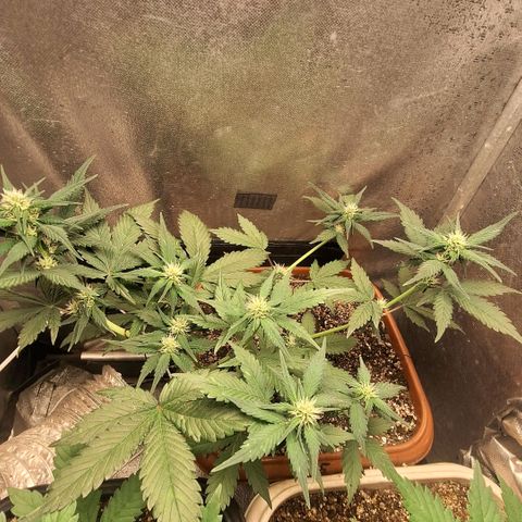Fast Buds Mix Pack5️⃣ growlog timeline photo