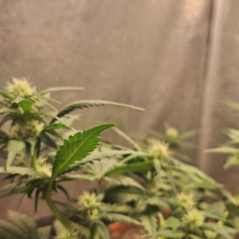 Fast Buds Mix Pack5️⃣ growlog timeline photo
