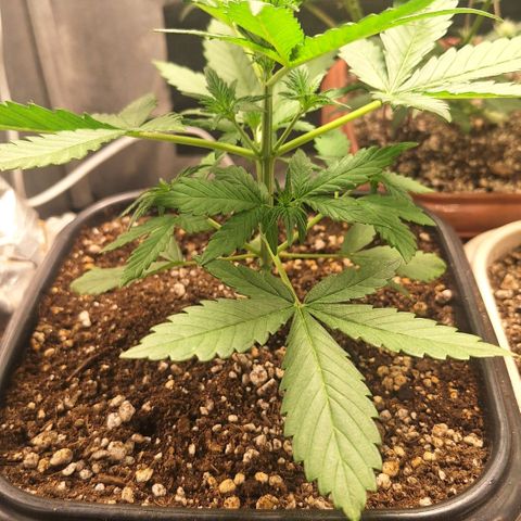 Fastbuds 8️⃣ growlog timeline photo