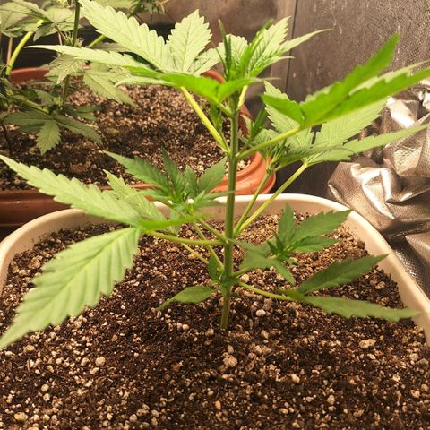 FastBuds 7️⃣ growlog timeline photo