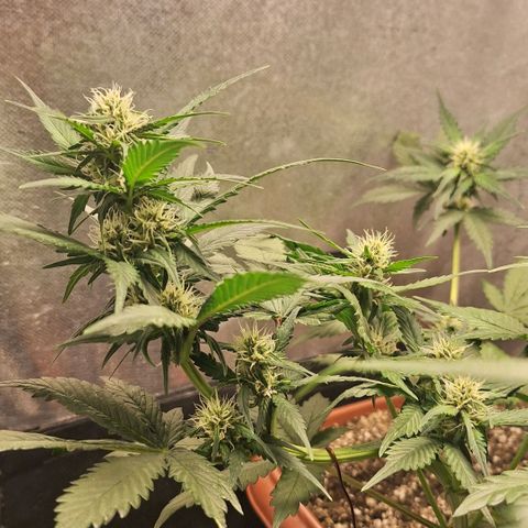 Fast Buds Mix Pack5️⃣ growlog timeline photo
