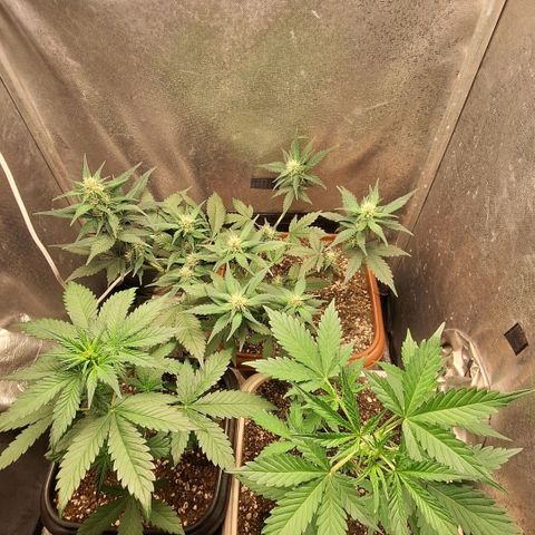 Fast Buds Mix Pack5️⃣ growlog timeline photo
