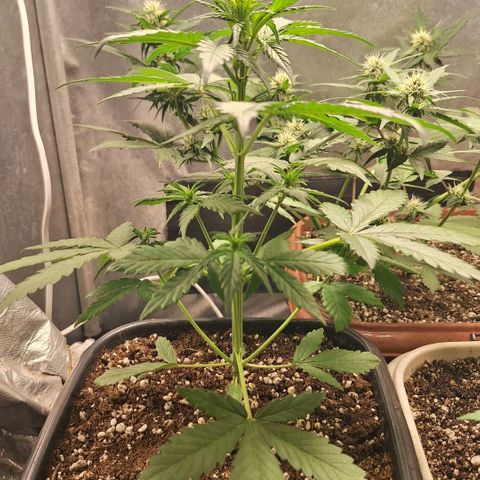 Fastbuds 8️⃣ growlog timeline photo