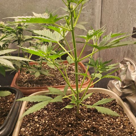 FastBuds 7️⃣ growlog timeline photo