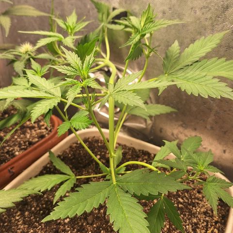FastBuds 7️⃣ growlog timeline photo