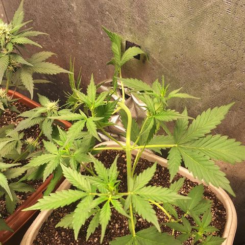 FastBuds 7️⃣ growlog timeline photo