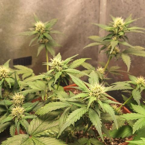 Fast Buds Mix Pack5️⃣ growlog timeline photo