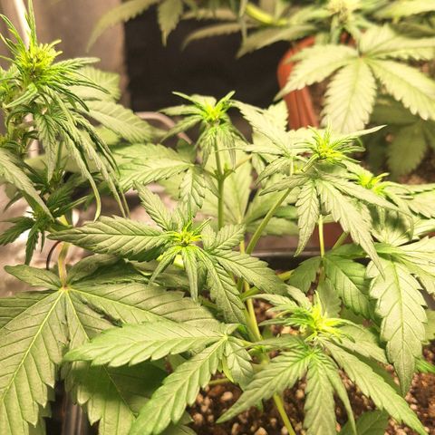Fastbuds 8️⃣ growlog timeline photo