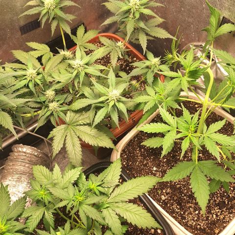 Fast Buds Mix Pack5️⃣ growlog timeline photo