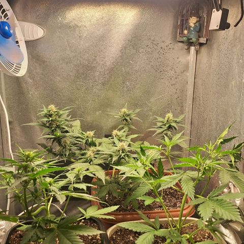 Fast Buds Mix Pack5️⃣ growlog timeline photo