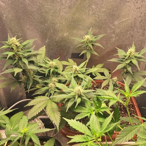 Fast Buds Mix Pack5️⃣ growlog timeline photo