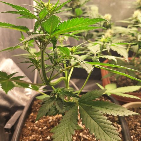 Fastbuds 8️⃣ growlog timeline photo