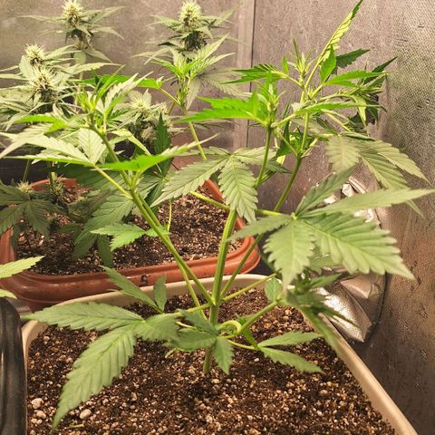 FastBuds 7️⃣ growlog timeline photo